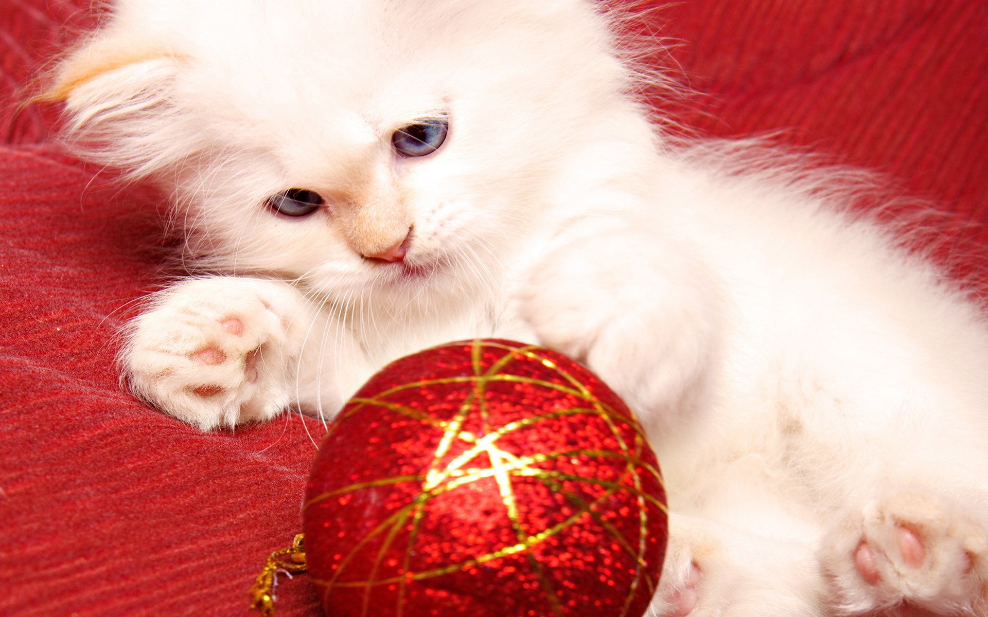белый котик и красный шарик