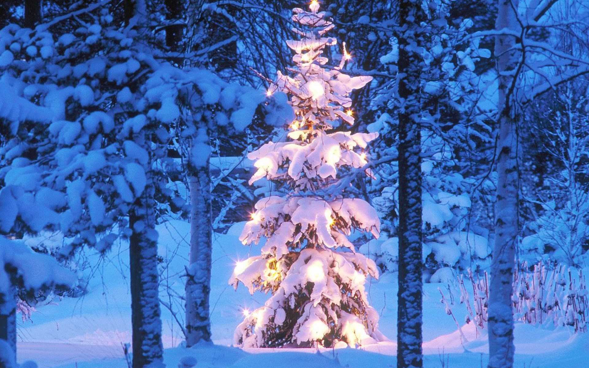 Новогодняя елка в лесу в снегу