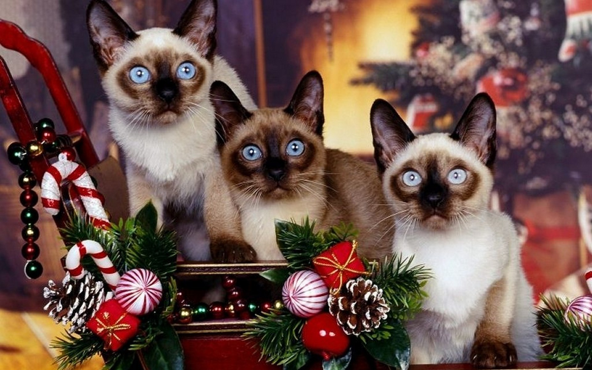 Новогодние сиамские кошки