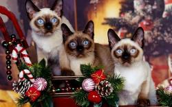 Новогодние сиамские кошки