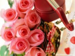 Нежные розовые розы и скрипка